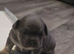 Last French bulldog x chichuaha