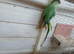 2 year old ringneck