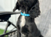 Cocker spaniel