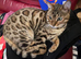 Beautiful Neutered Male