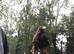 Male Harris Hawk