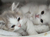 Lovely Scottish fold and straigh kittens