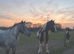 Alfie Appaloosa x quarter horse 14.1