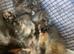 2 x Maine Coon Kittens ONLY FEMALES LEFT