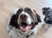 Buddy