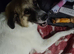 Anatolian shepherd cross collie