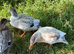 Call duck pair male and female