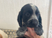 Adorable show cross cocker spaniel puppies