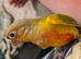 Handreared Conures! £280 ono