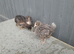 Young bantam chickens