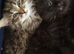 Half Maine Coon 2