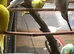 Young budgies