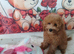 Miniature Poodle.
