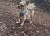 Hi im Archie