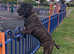 65kg 17 months old Cane Corso