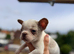 FLUFFY CARRIER FRENCH BULLDOGS