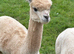 3 Yearling Pet Boy Alpacas