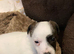JACK RUSSELL TERRIOR
