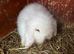 3 white available