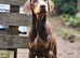 Stunning Boy & girl Available