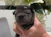 Puppy’s for sale