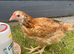 Young hen