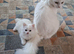 Gorgeous little fluff  balls