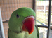 Hand reared silly tame Alexandrian