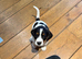 Clumber spaniel cross Jack Russell