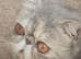 Blue Cream Persion and Blue Tabby Exotic female y