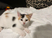 Kittens for sale