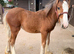 6mth filly
