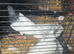 High Flyer Pigeon, Healthy and Active
