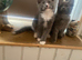 Mainecoon x ragdoll