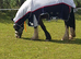 Lilly Cob x Clysdale