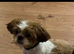 Three beautiful puppies