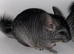 ( Full pedigree ) Standard Baby Chinchilla kits now available