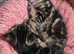 2 kittens (boys and girl)