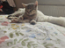 Scottish fold cross straight eared kitten