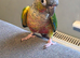 Conure and cockatiel with cage