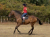 Thoroughbred gelding