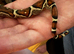 Baby boa constrictor