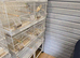 Assorted Canaries and breeding cages.