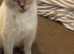 British short hair female un neutered