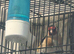 2025 BBC rung goldfinch cock