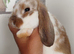 Beautiful mini lops
