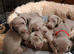 Beautiful KC registered Weimaraner Puppies. Hip Scored Parents. Champion bloodlines.Sire Show Weimaraner of the year 2025.