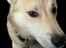 Male Husky for sale