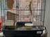 Bird cages for sale hardly used due to using aviary
