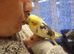 Hand reared silly tame cockatiels